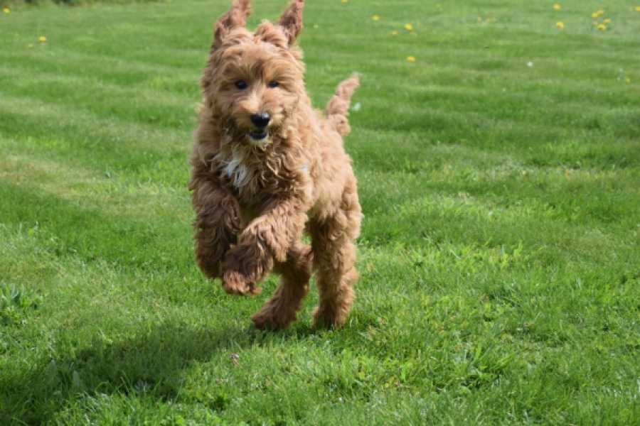 Labradoodle (reu) 65483