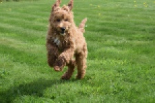 Labradoodle (reu) 65483