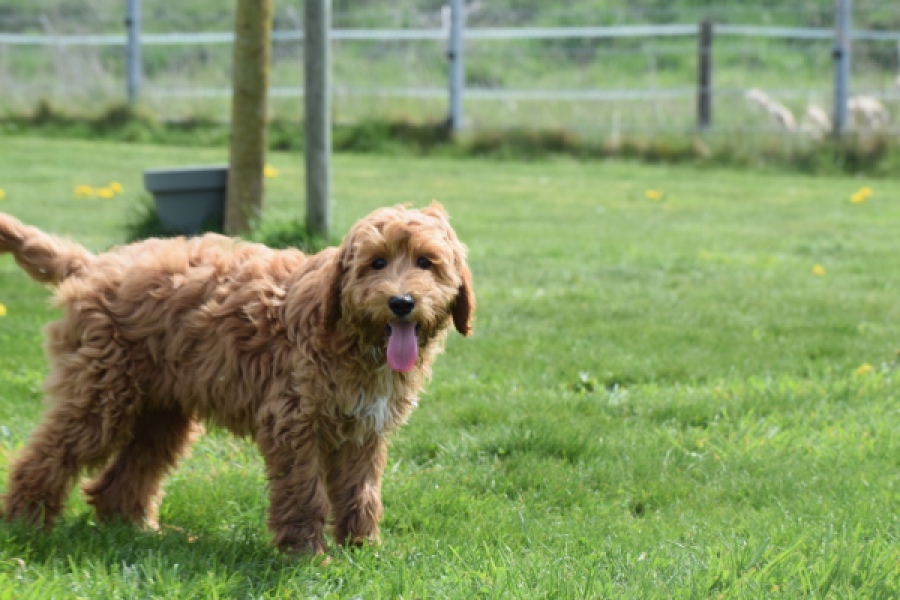 Labradoodle (reu) 65483
