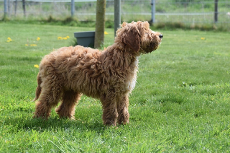 Labradoodle (reu) 65483