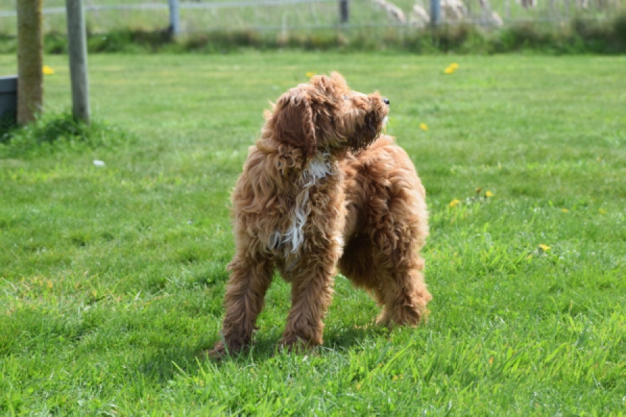 Labradoodle (reu) 65483