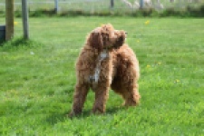 Labradoodle (reu) 65483