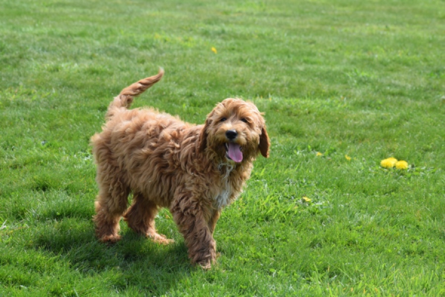 Labradoodle (reu) 65483