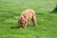 Labradoodle (reu) 65483