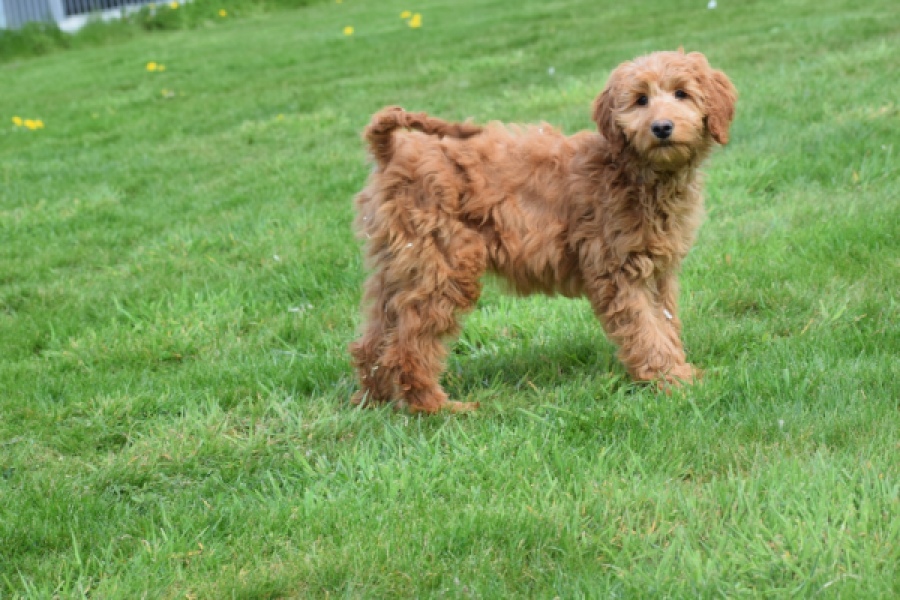 Labradoodle (reu) 65483