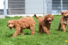 Labradoodle (reu) 65483