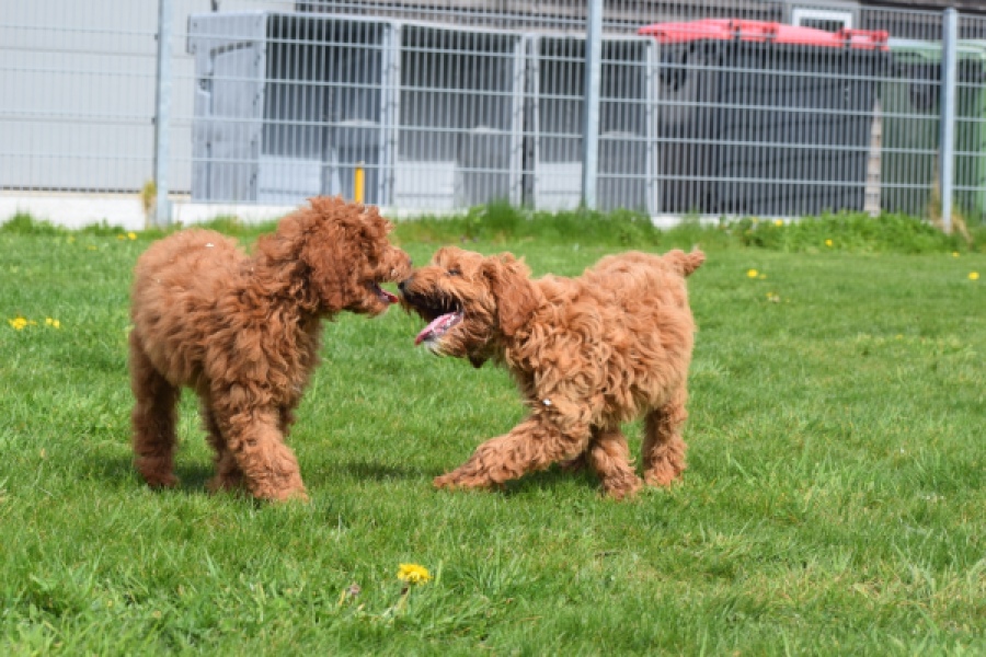 Labradoodle (reu) 65483