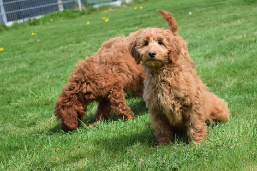 Labradoodle (teef) 66734