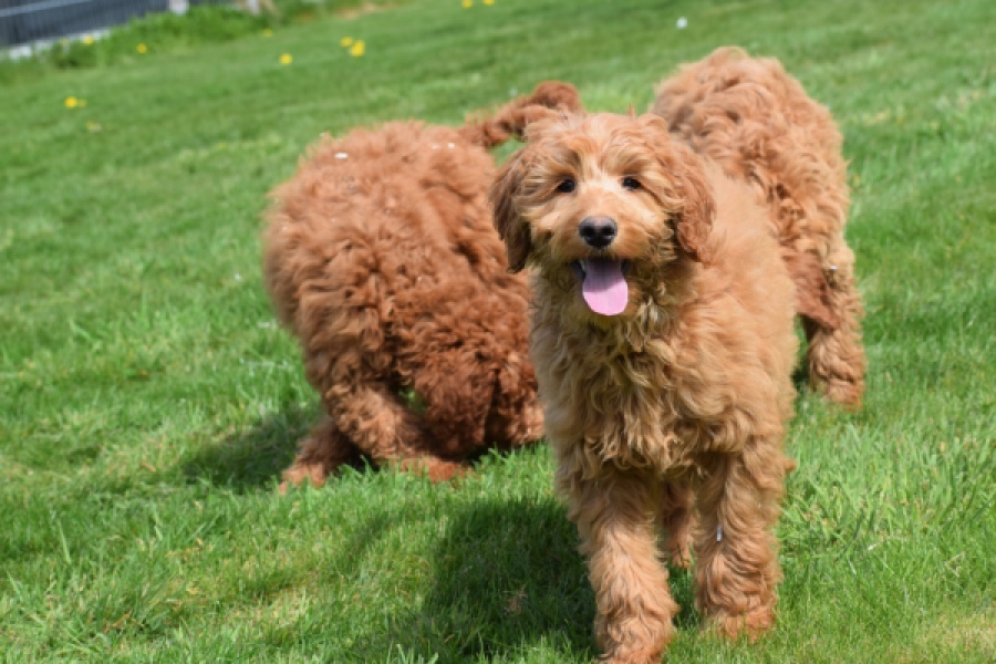 Labradoodle (teef) 66734