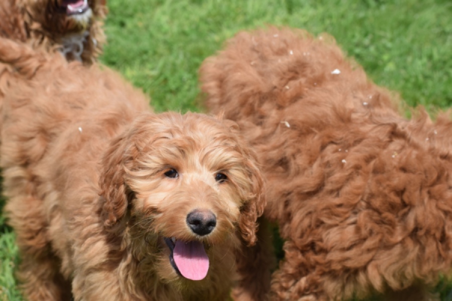 Labradoodle (teef) 66734