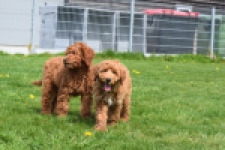 Labradoodle (reu) 66419