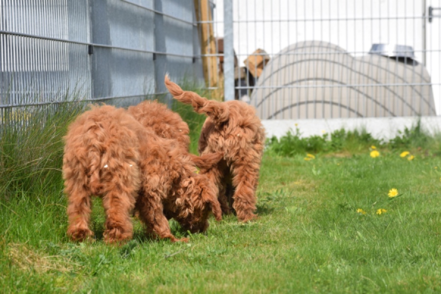 Labradoodle (reu) 66419