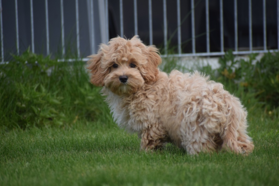 Maltipoo (teef) 67055