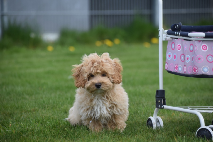 Maltipoo (teef) 67055