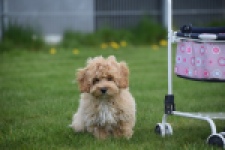 Maltipoo (teef) 67055