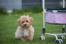 Maltipoo (teef) 67055