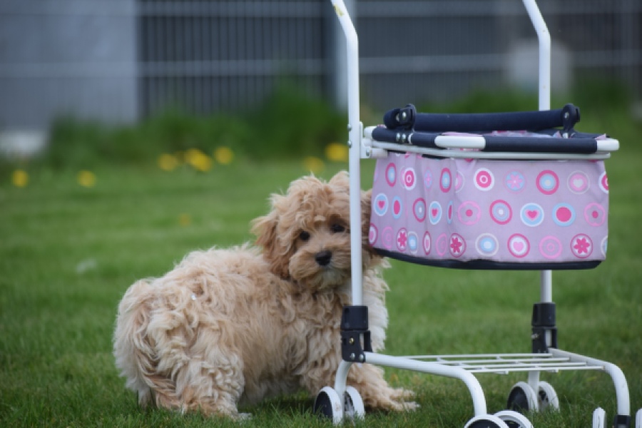 Maltipoo (teef) 67055