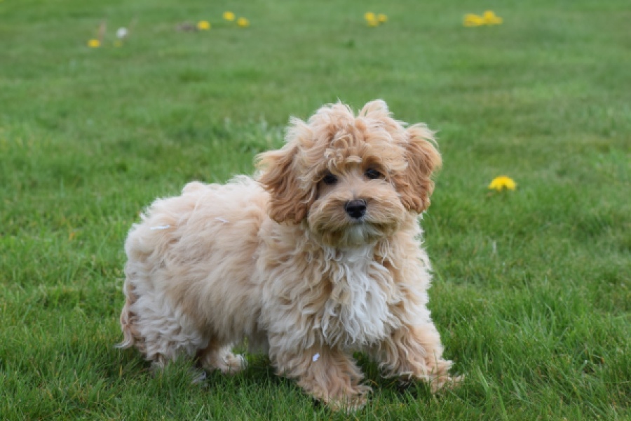 Maltipoo (teef) 67055