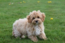 Maltipoo (teef) 67055