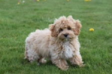 Maltipoo (teef) 67055