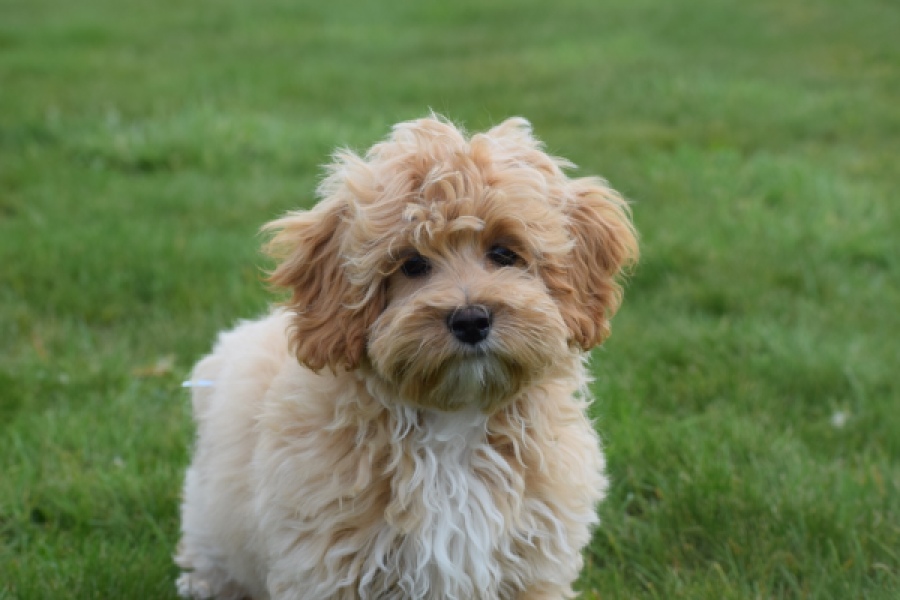 Maltipoo (teef) 67055