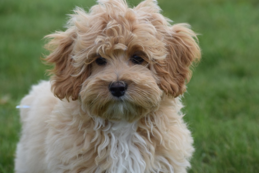 Maltipoo (teef) 67055