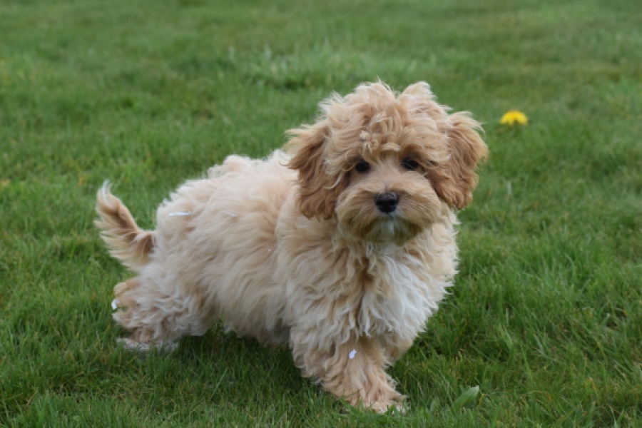 Maltipoo (teef) 67055