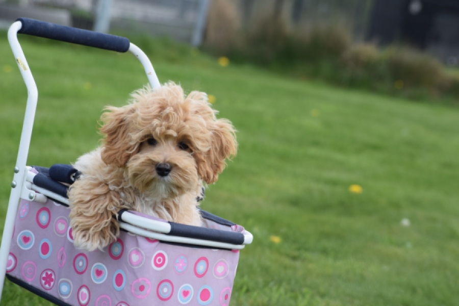 Maltipoo (teef) 67055