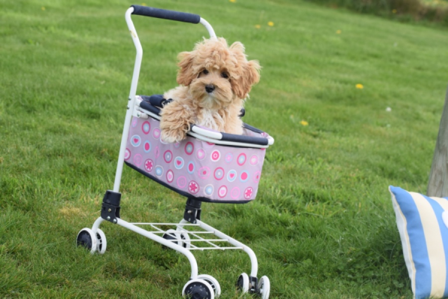 Maltipoo (teef) 67055