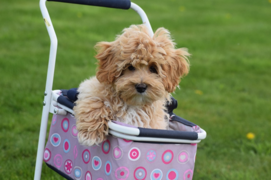 Maltipoo (teef) 67055