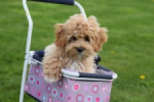 Maltipoo (teef) 67055