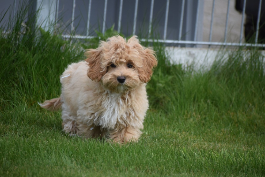 Maltipoo (teef) 67055