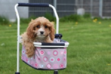 Cavapoo (teef) 66169