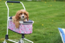 Cavapoo (teef) 66169