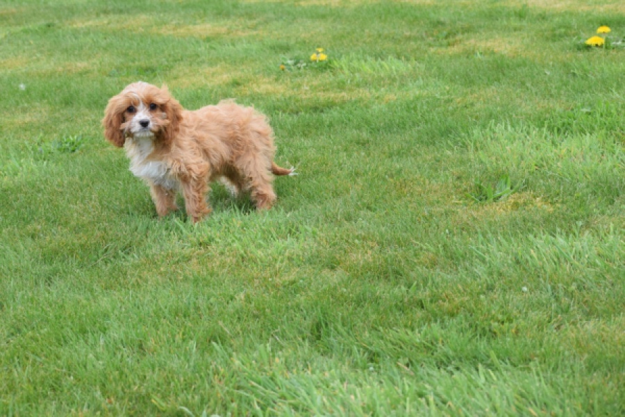 Cavapoo (teef) 66169