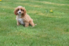 Cavapoo (teef) 66169