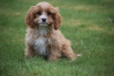 Cavapoo (teef) 66169