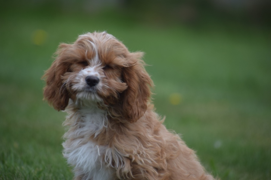 Cavapoo (teef) 66169