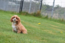 Cavapoo (teef) 66169