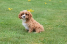 Cavapoo (teef) 66169