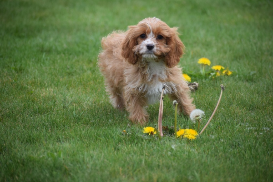 Cavapoo (teef) 66169