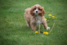 Cavapoo (teef) 66169