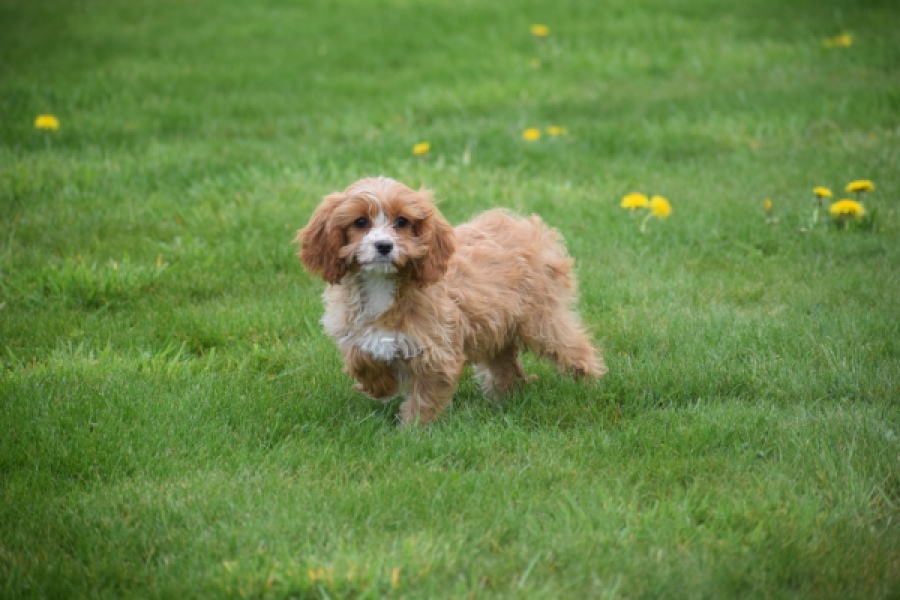 Cavapoo (teef) 66169