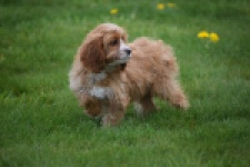 Cavapoo (teef) 66169