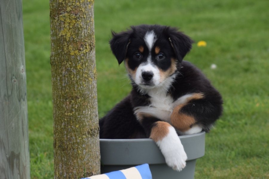 Berger australien (reu) 56356