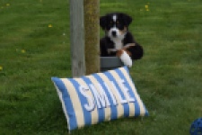 Berger australien (reu) 56356