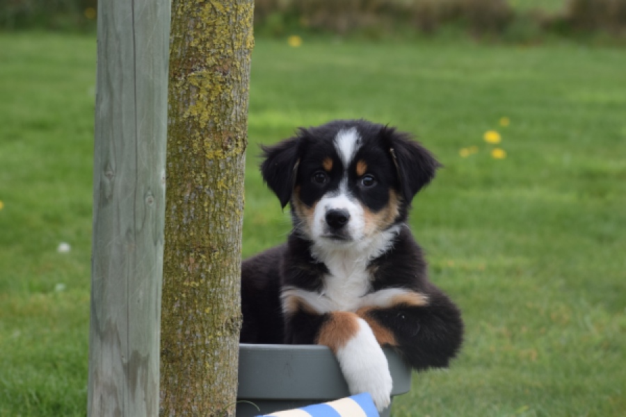 Berger australien (reu) 56356