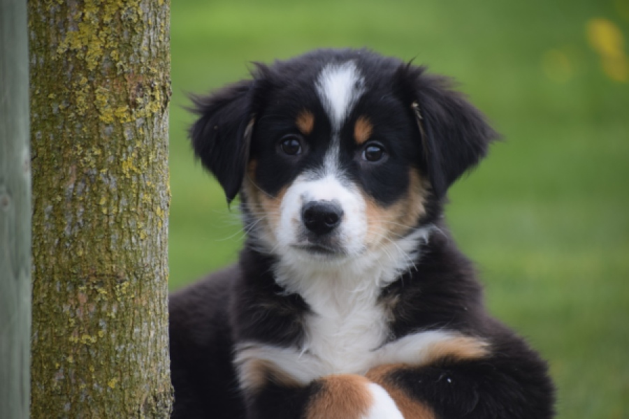 Berger australien (reu) 56356