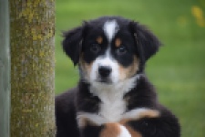 Berger australien (reu) 56356