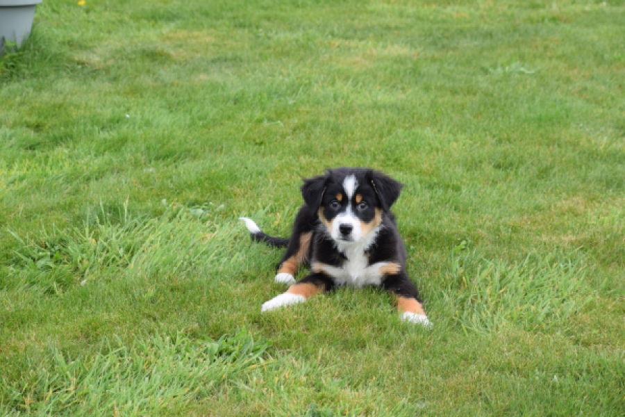 Berger australien (reu) 56356